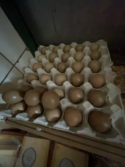 Jagdfasan Eier