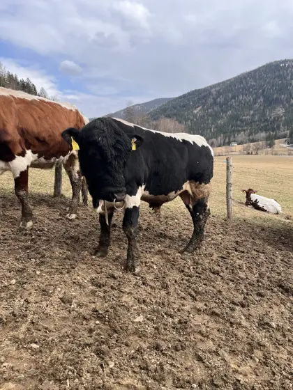 Original Pinzgauer Bio Zuchtstier