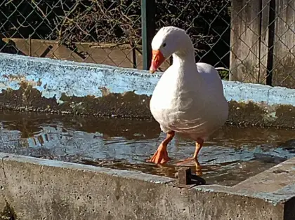 Junggans, Ganter & Bruteier