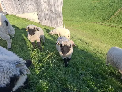 Walliser Schwarznasen