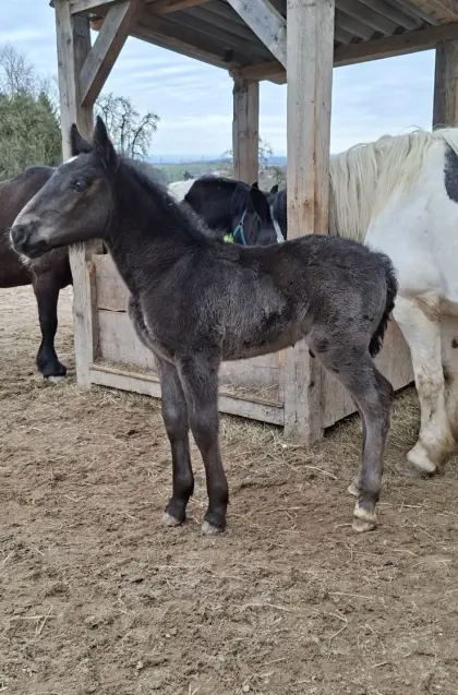 Noriker Rapphengstfohlen