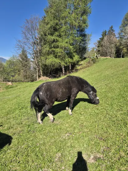 Pony zu verkaufen