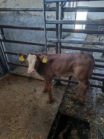 Stierkalb FV/LI