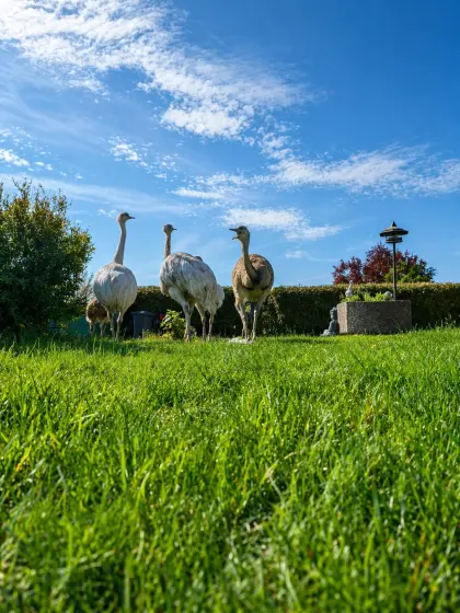 3 weiße Nandumädchen