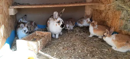 Tricolor Schecken Kaninchen