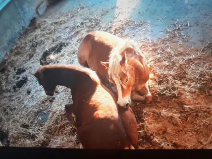 Stallaushilfe für 2 Pferde und ein Pony