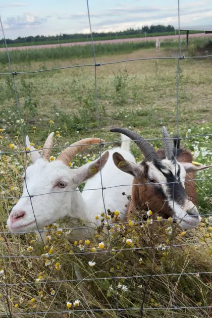 2 Ziegen suchen 5* Zuhause