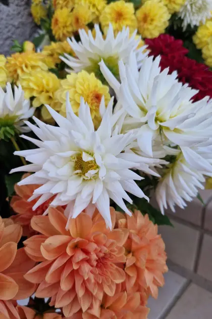 Blumenknollen Dahlien