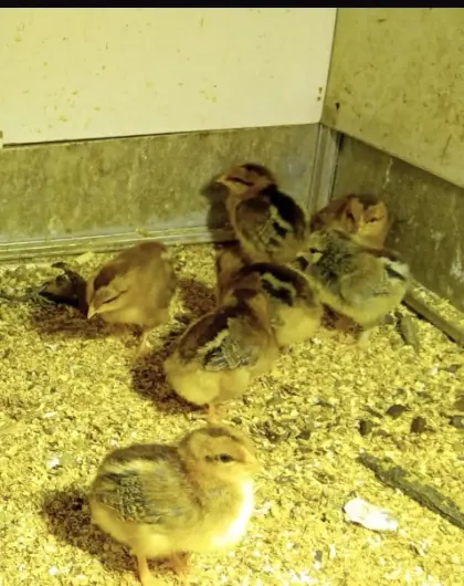 Italiener rebhuhnhalsig Küken