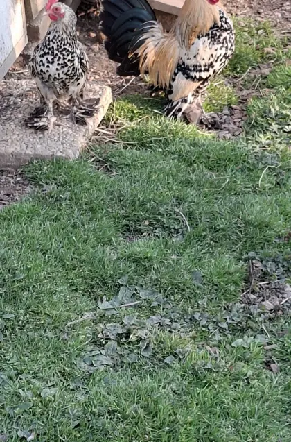 Federfüßige Pärchen abzugeben