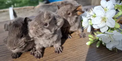 Peruaner Meerschweinchen