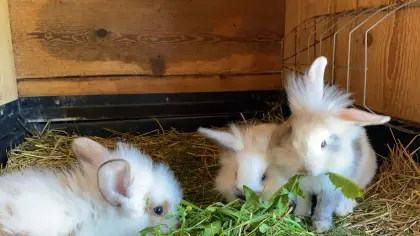 Süße Zwerge Löwenkopfteddys und Farbenzwerge