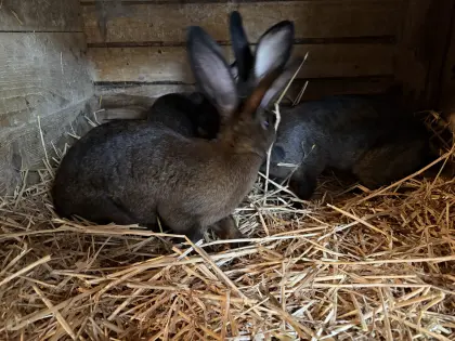 Hasenkaninchen x Riesenschecken