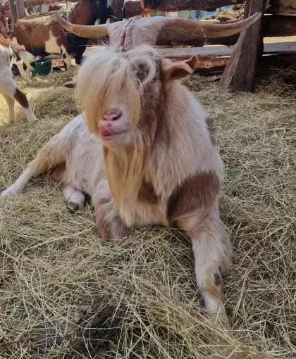 Gutmütigen Ziegenbock zu vergeben