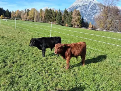 Dexterrinder mit Herdbuch Zuchttiere