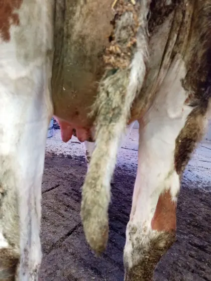 Bio Red Frisian Jungkuh