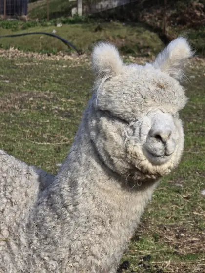Alpaka Hengst