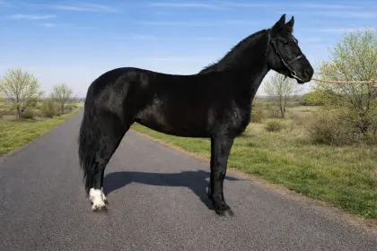 Anfänger aufgepasst - ruhige, zuverlässige Partnerin!