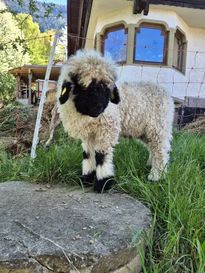 Verkaufe Walliserschwarznasen Schafe