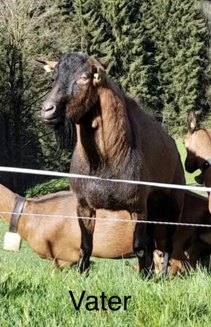 Verkaufe GGZ-Bock mit sehr guter Abstammung