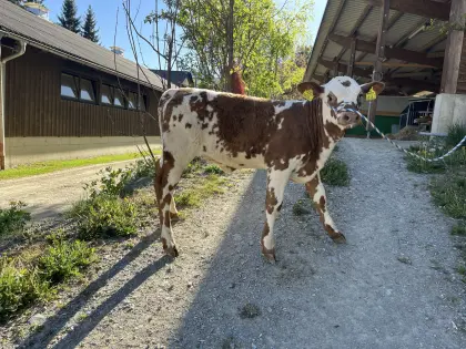 Kuhkalb