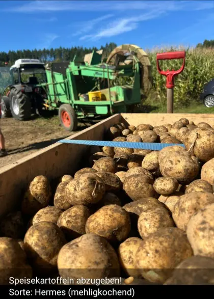 Kartoffel Sorte Hermes