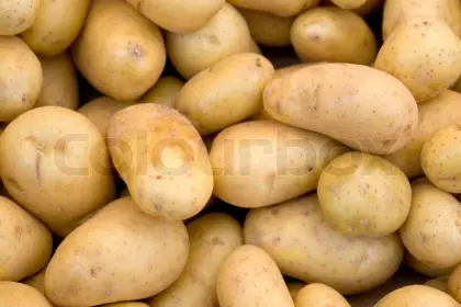 Saat- und Speisekartoffel zu verkaufen