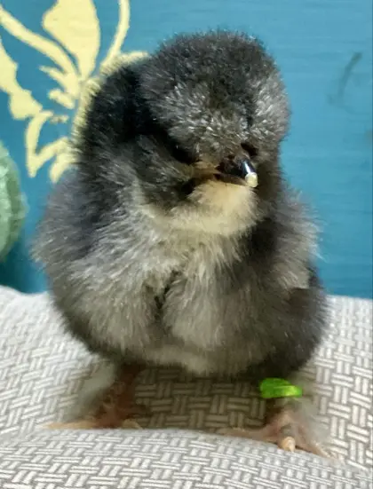 Rarität: Bruteier und Küken „Bulgarische Strumsky“