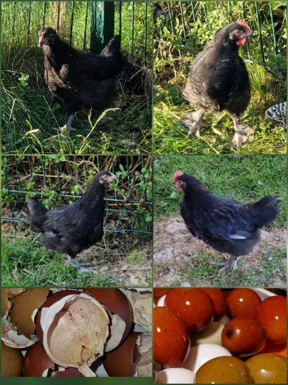 Marans 1.2 oder 2.2 Pärchen, Stamm