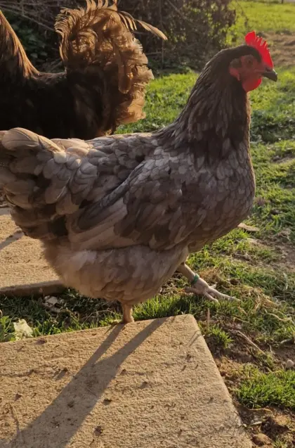 Oliveleger Henne mit Junghahn zu vergeben.