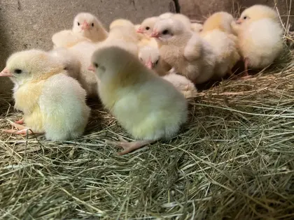 Legehennen Weiß (Lohmann)