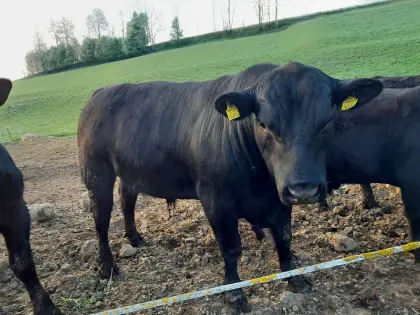 BIO Aberdeen Angus Stier