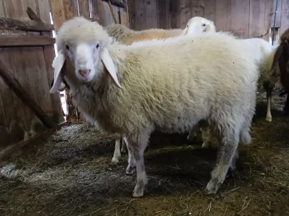 Tiroler Bergschaf Widder