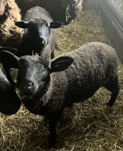 2 junge reinrassige Jura Lämmer zu verkaufen