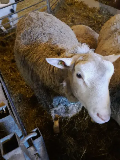 Berrichon du Cher Widder