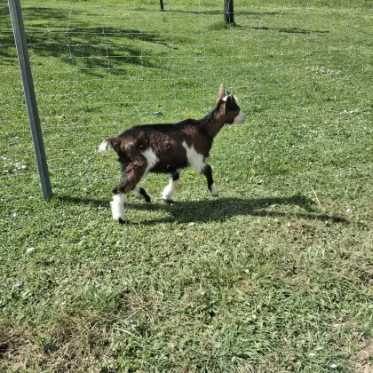 Reinrassige Tauernschecken