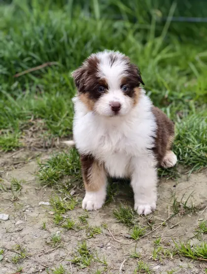 Australian Shepherd mit Ahnentafel