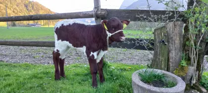 Original Pinzgauer Zuchtkalb