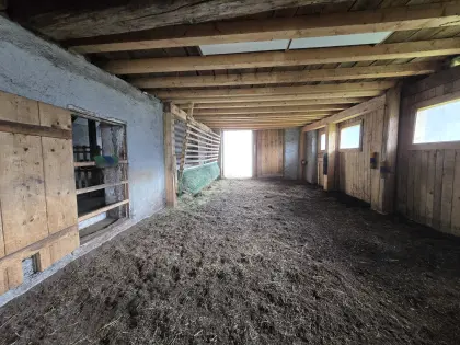 Familiärer Offenstallplatz für ruhige Islandstute