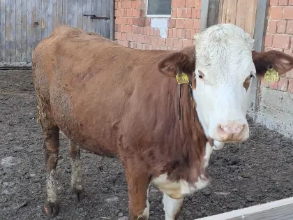 Hochträchtige Fleckviehkalbin