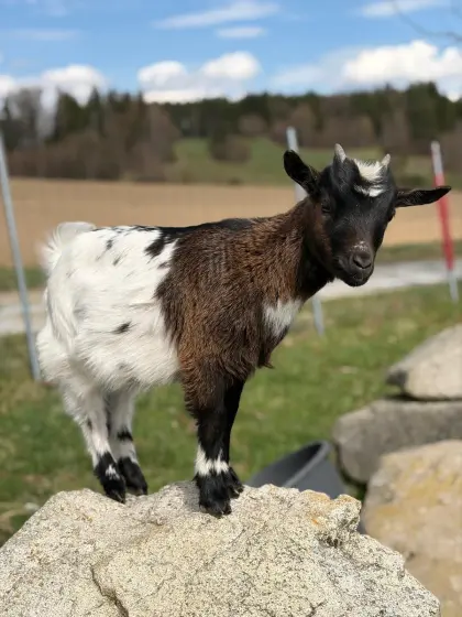 Zwergziege zu verkaufen