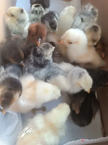 Appenzeller Spitzhauben Küken