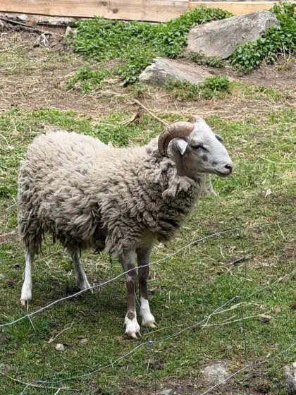 Weißer Kamerun-Bock