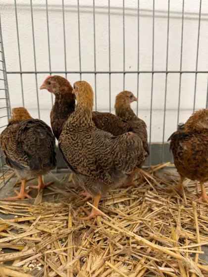 Zwerg Plymouth Rock Hennen, Hähne rebhuhnfarben gebändert