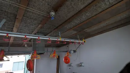 Aufstallung Geflügel