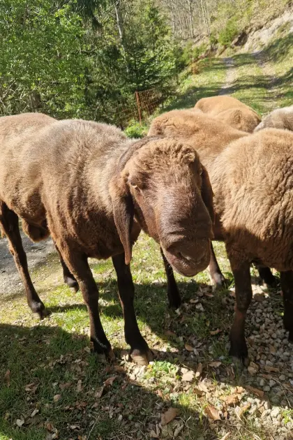 Brauner Bergschaf-Widder
