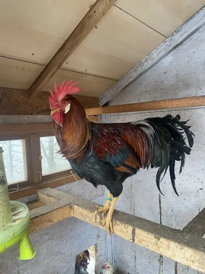 Italiener rebhuhnhalsig Küken