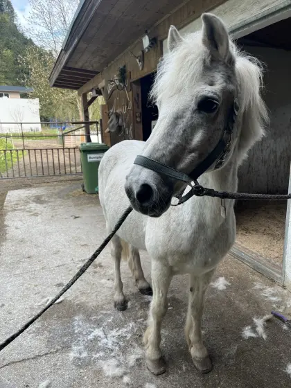 Ponywallach abzugeben