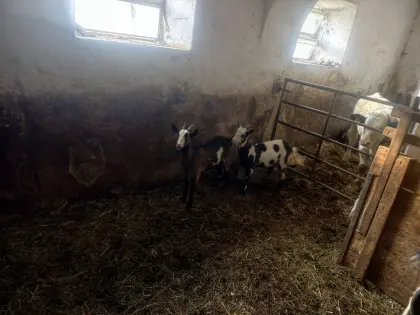 Reinrassige weibliche Tauernschecken Ziegenkitze