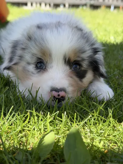 Australian Shepherd Welpen